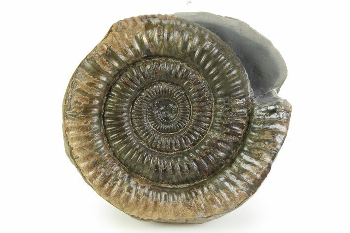 Jurassic Ammonite (Dactylioceras) Fossil - England #351325